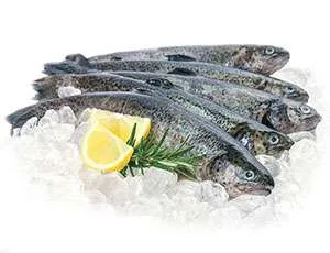 trout