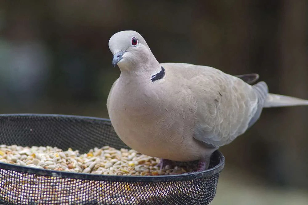 dove