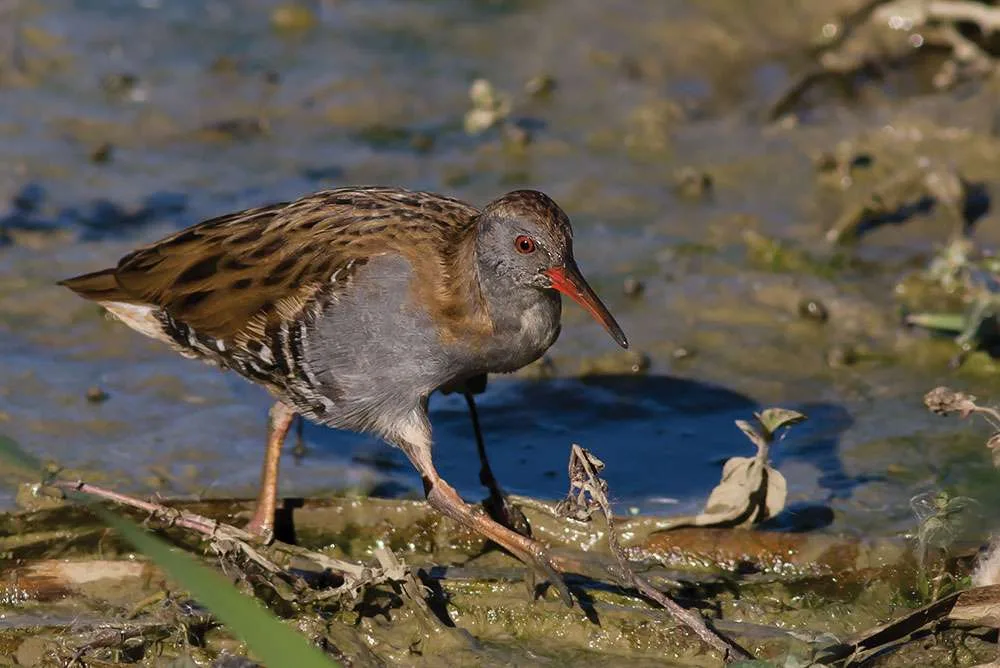 water rail