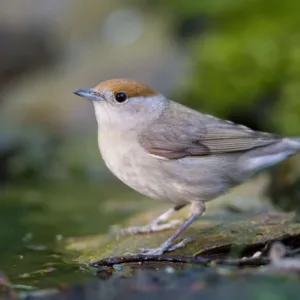 Blackcap