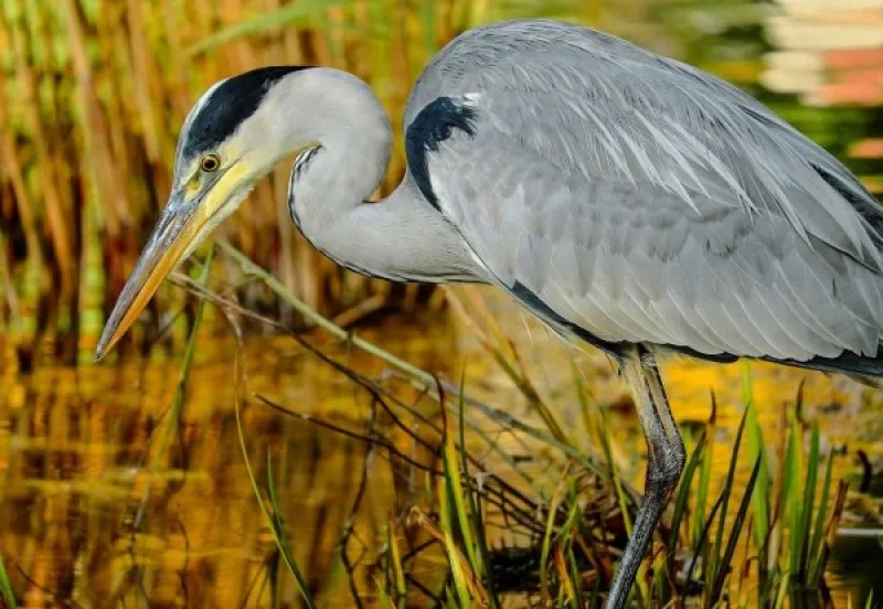 heron 1779348 1280