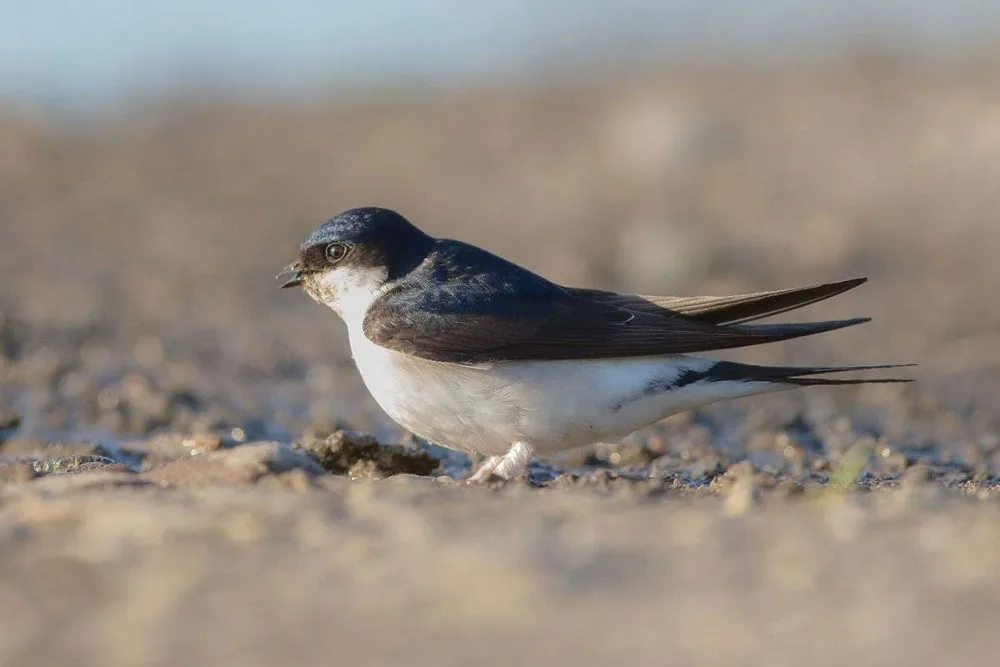 Delichon-House-Martin