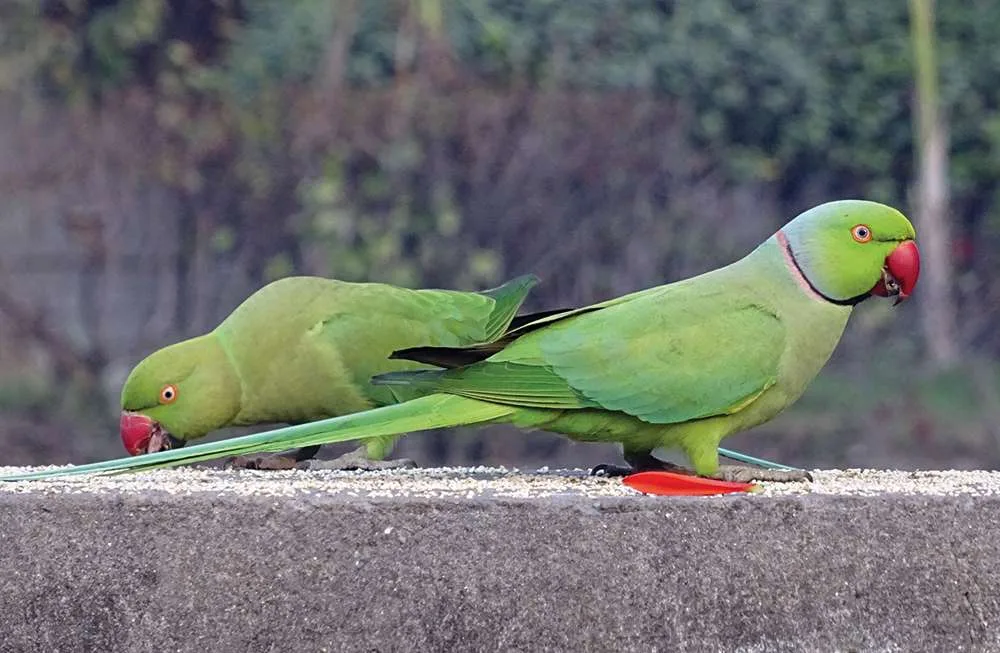 Ring-Neck