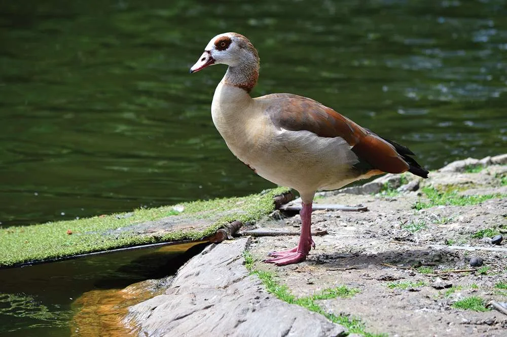goose