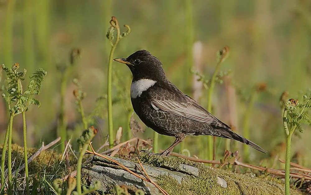 ring-Ouzel-male