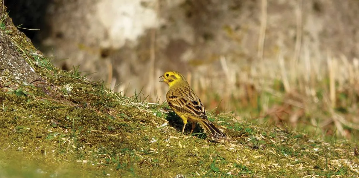 yellowhammer-sings-website