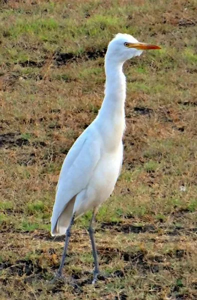 cattle egret 317545