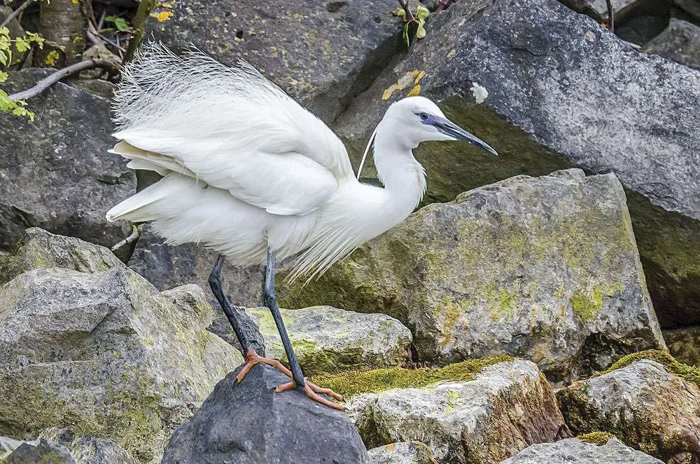 little egret 1566796