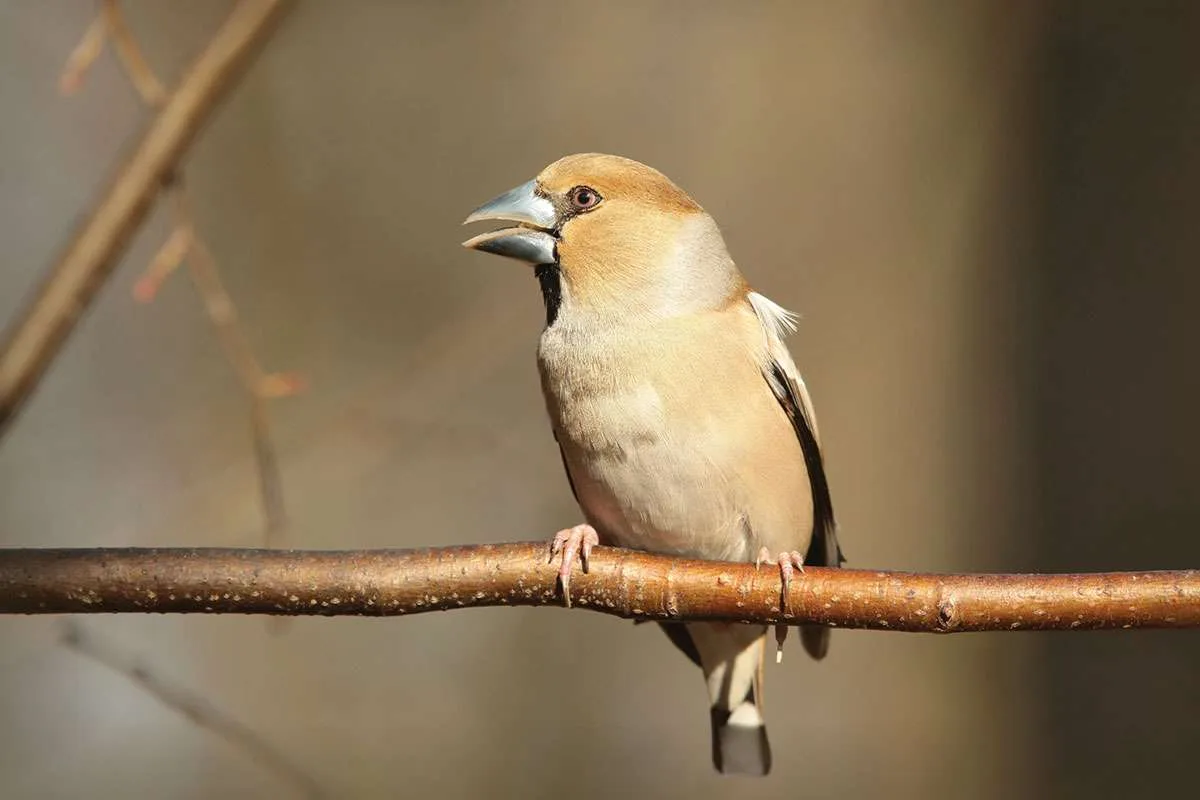 Female
