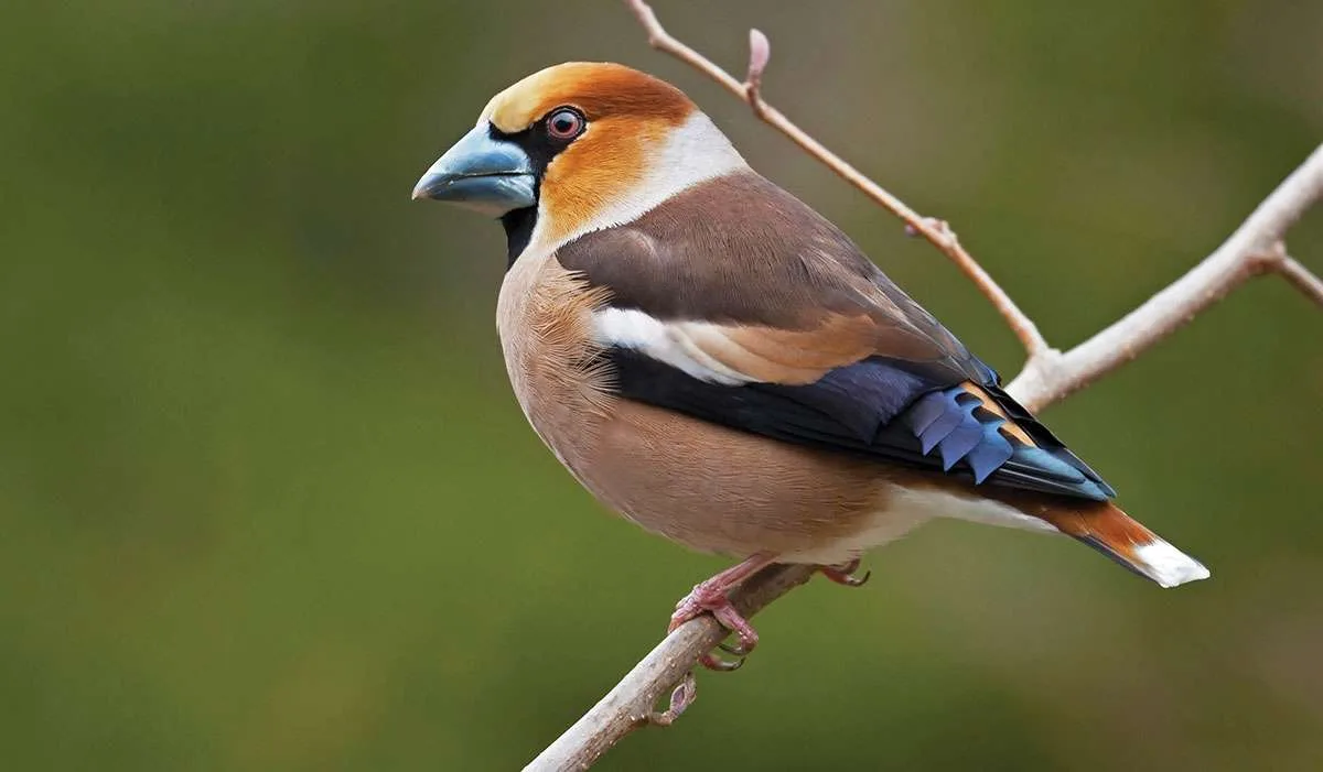 hawfinch twig