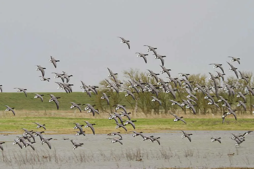Flock