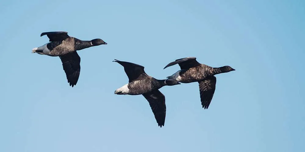 Geese Flying