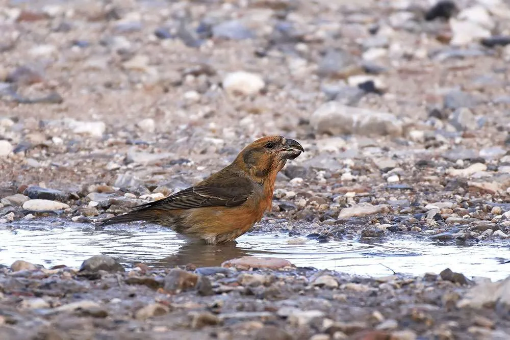 In Puddle 2