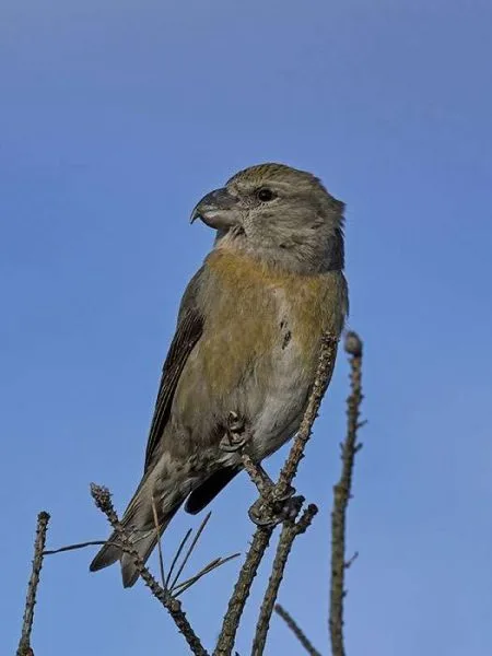 crossbill portrait