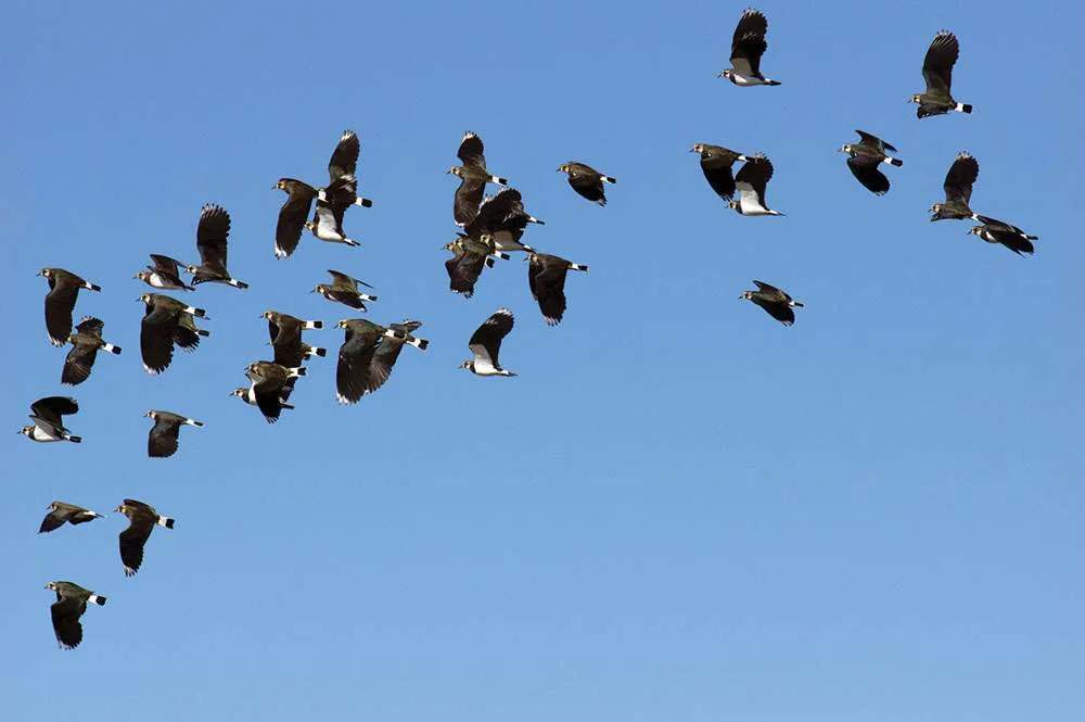 lapwing flight
