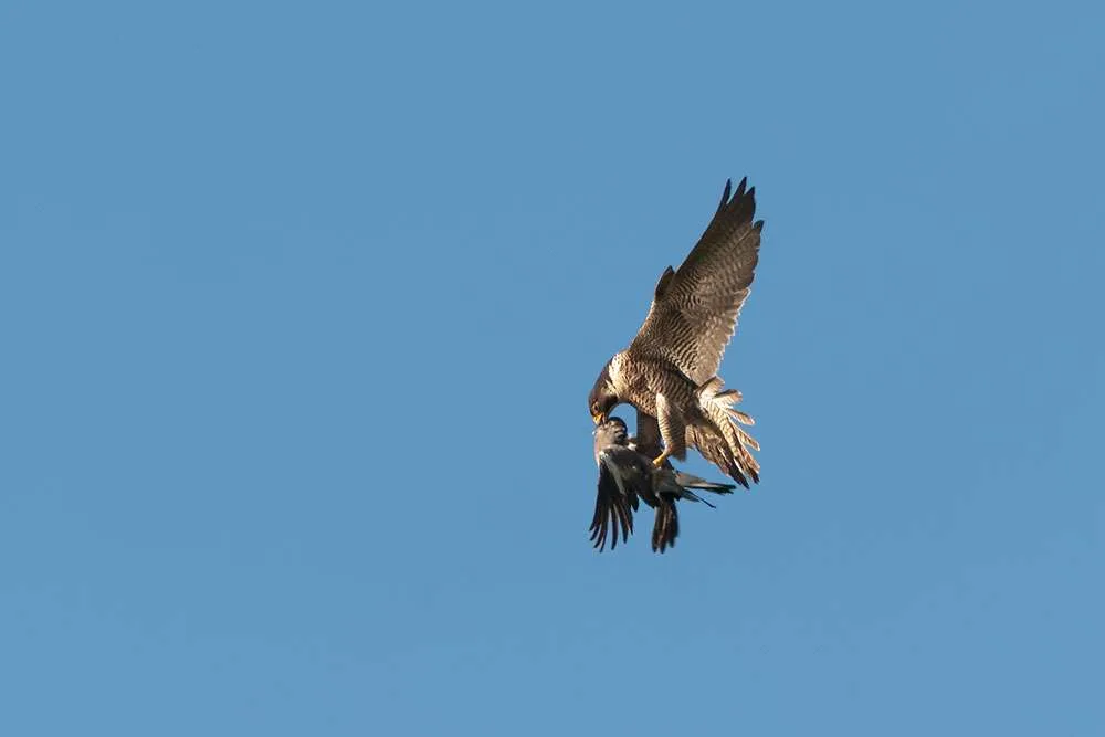 In flight