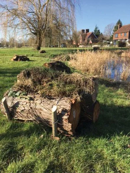 Logs by Pond Feb 18