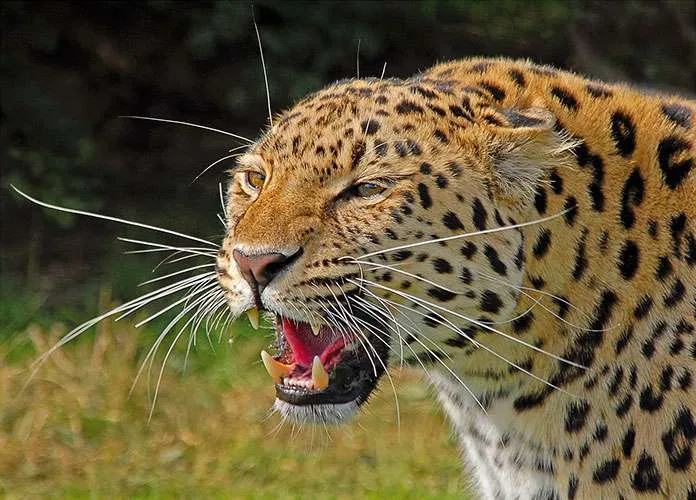 Angry Leopard by Swales Parry