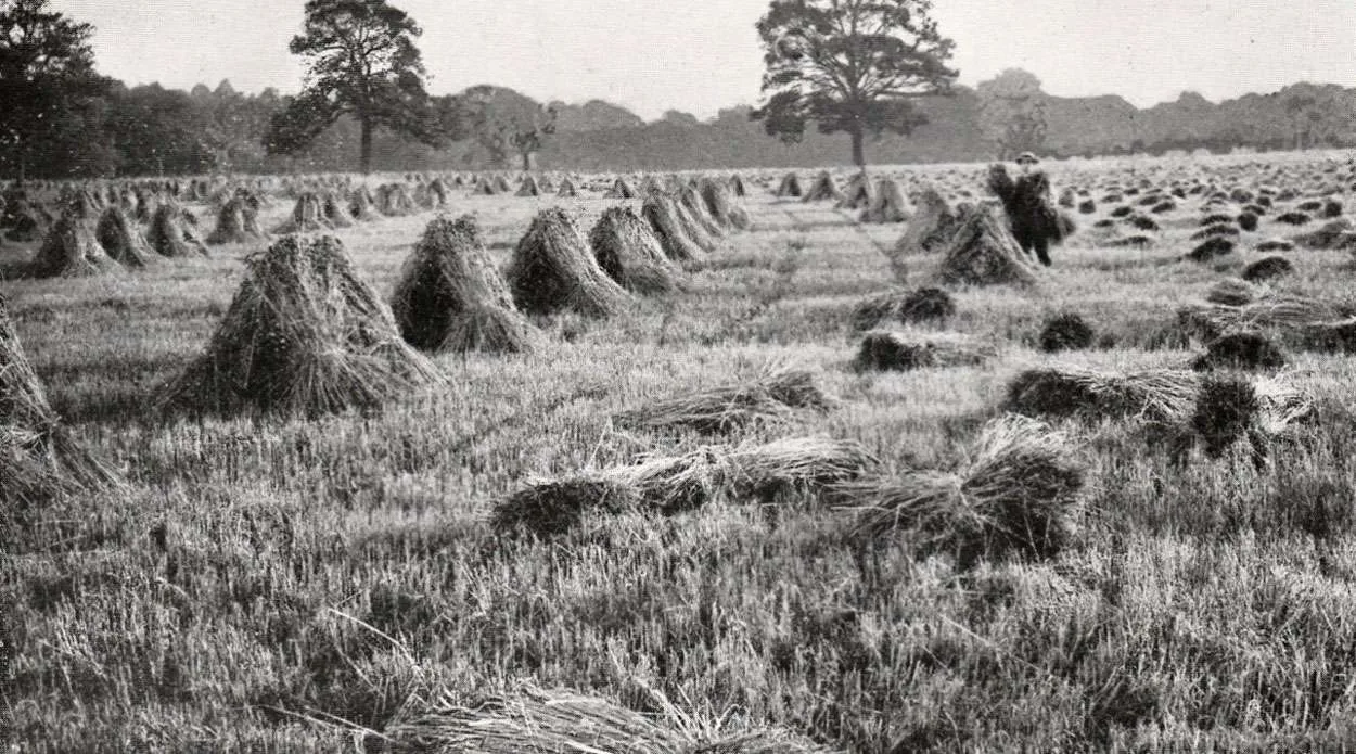 Harvesting in Cranleigh