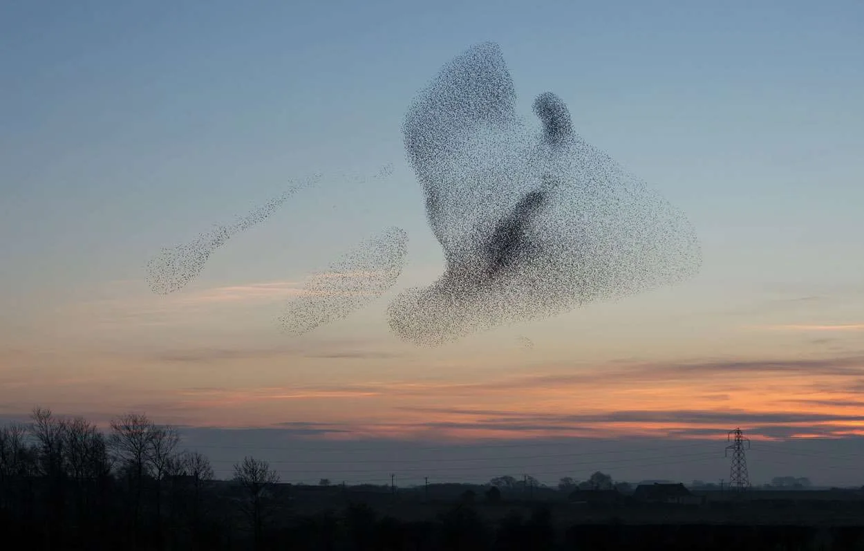 flock