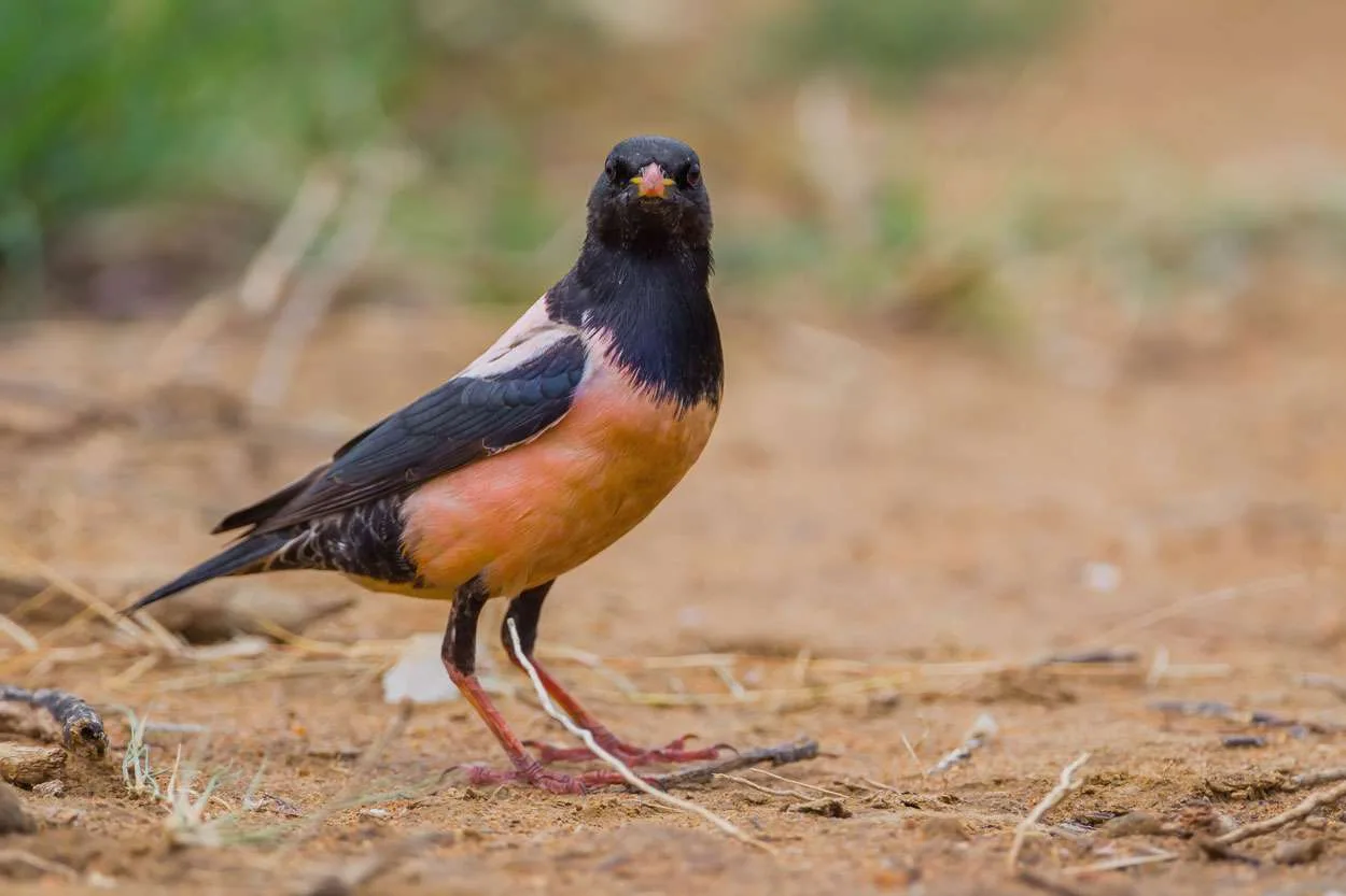 rose starling
