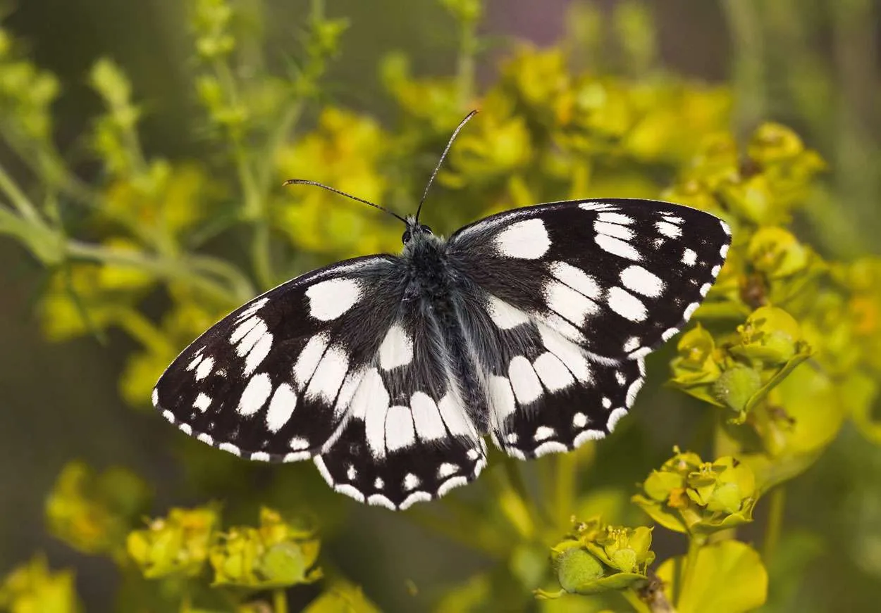 Marbled White