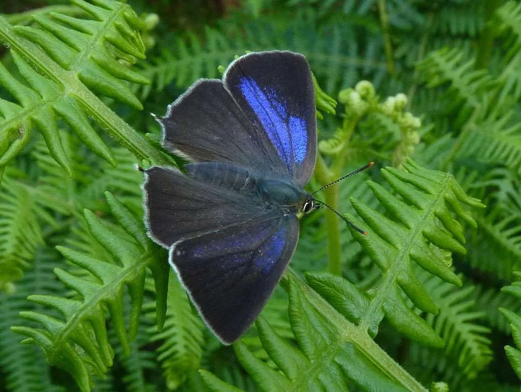 Purple Hairstreak