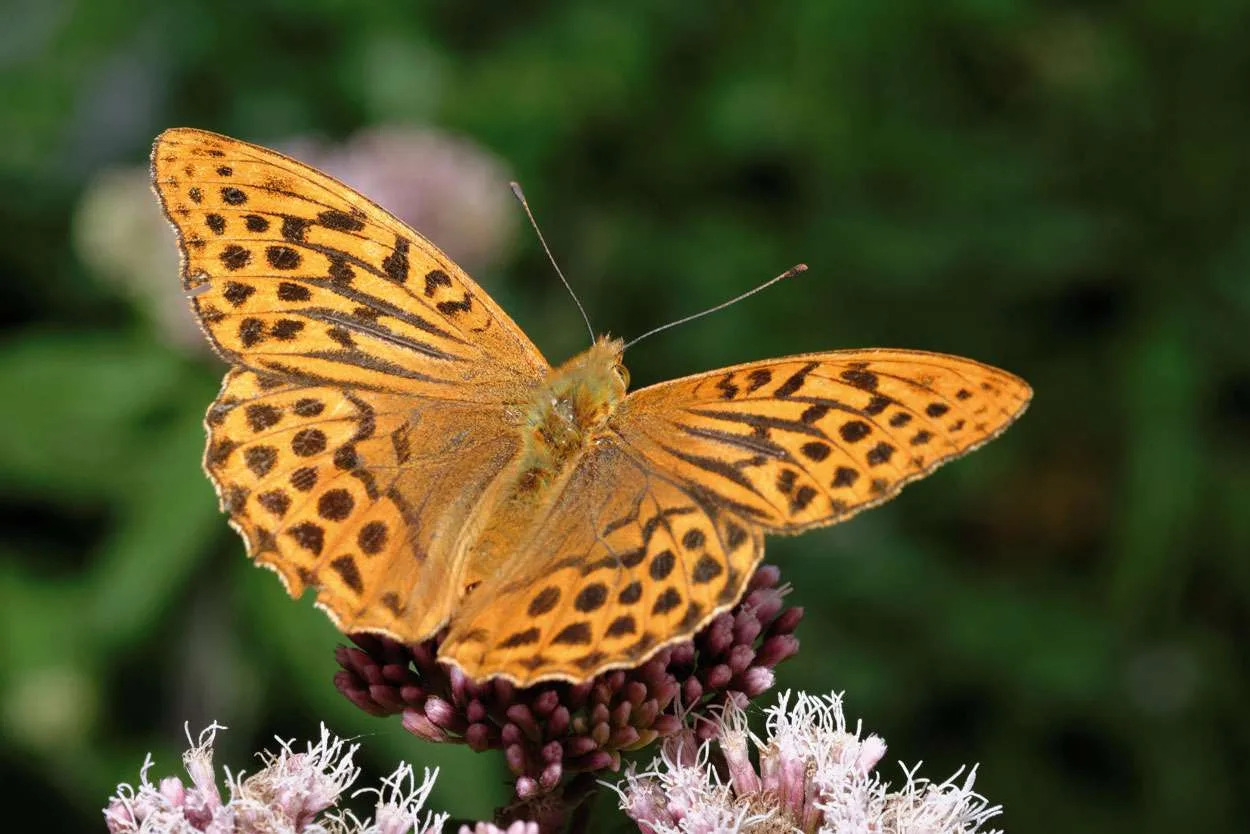 Silver washed Fritillary