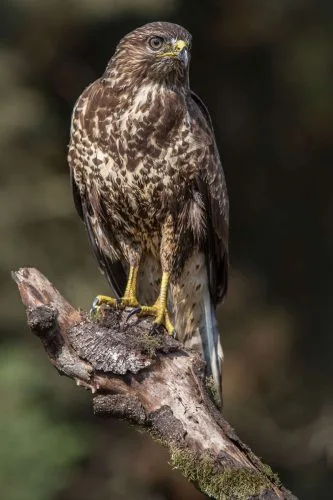 Common Buzzard
