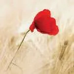 Remembrance Day Spoken Word Night