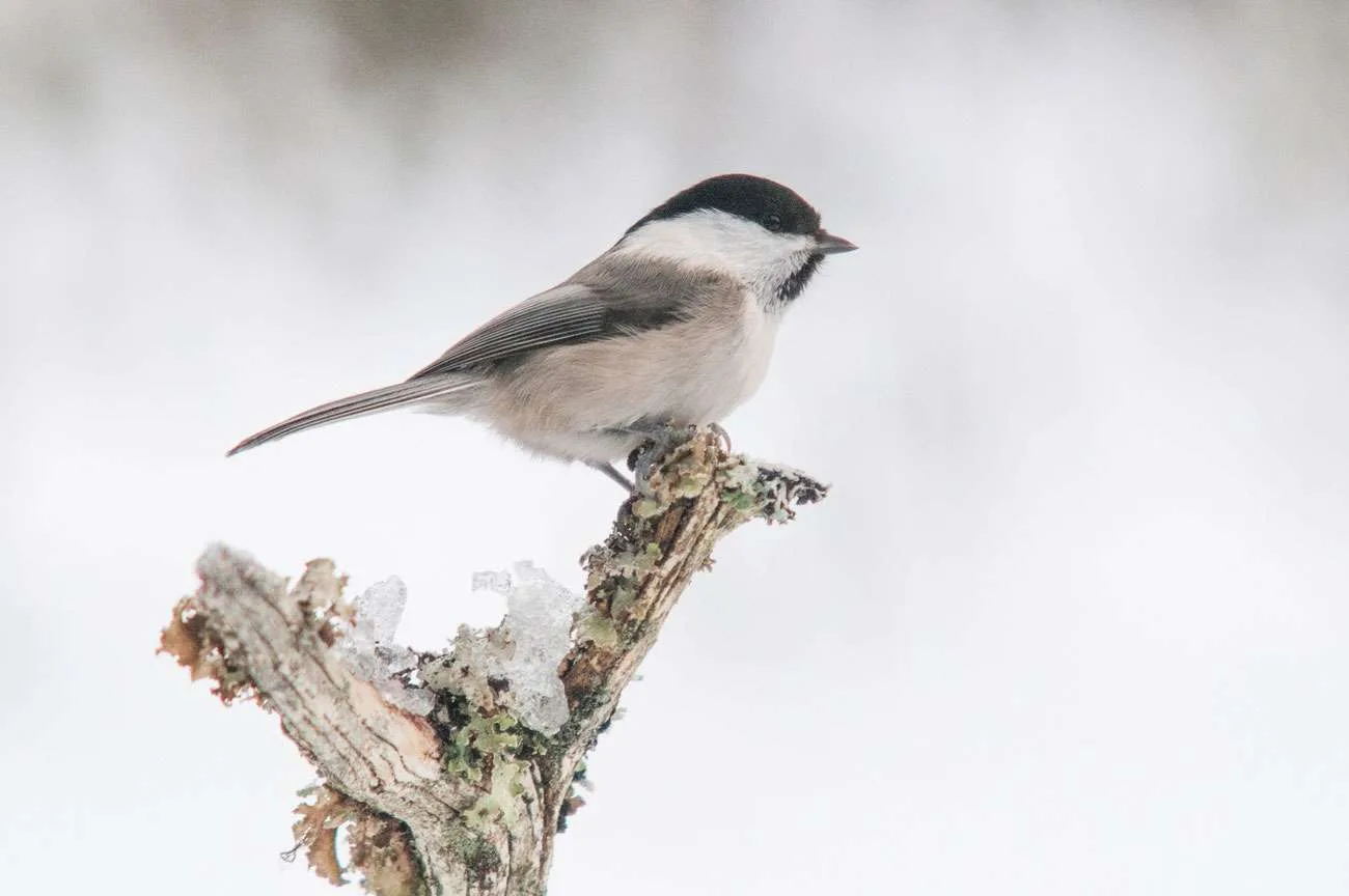 Willow Tit