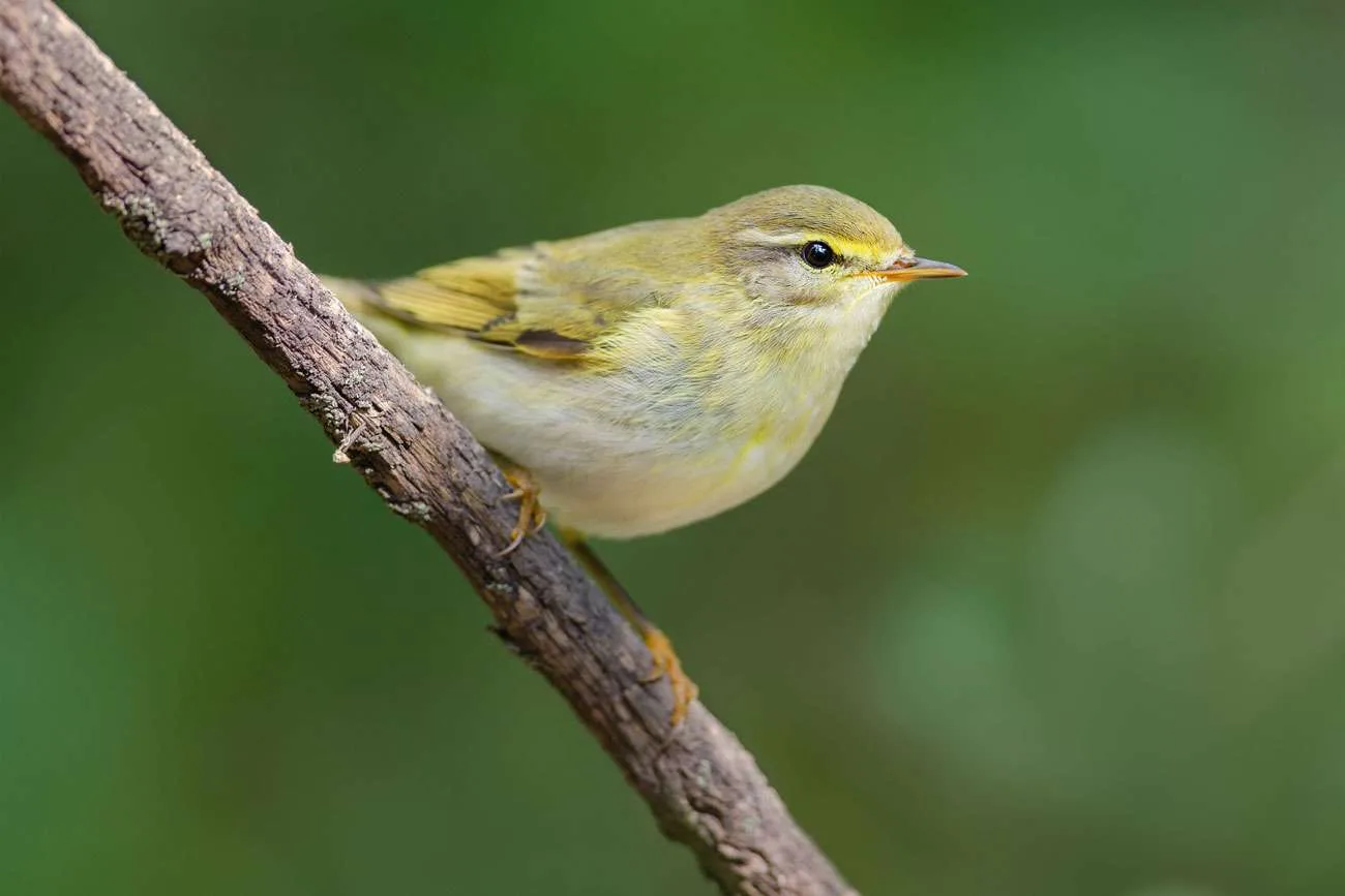 Willow Warbler