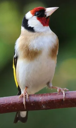 goldfinch 1401495