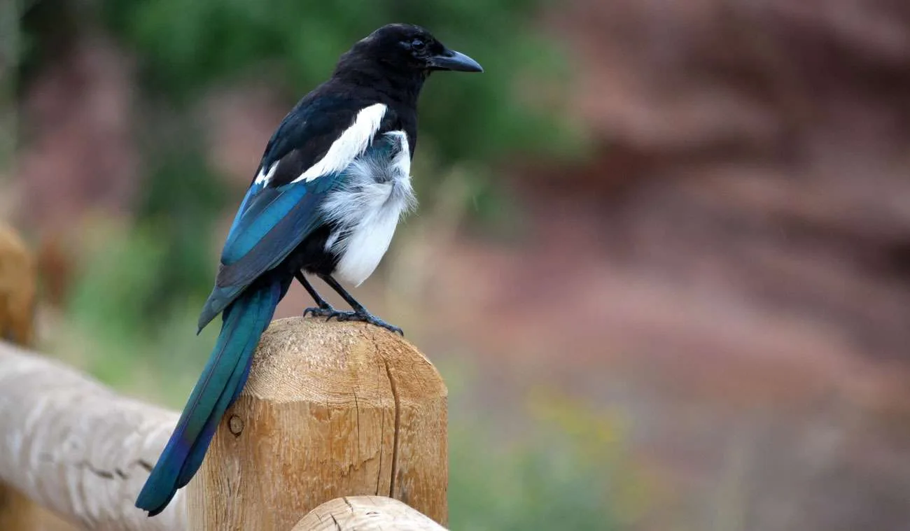 magpie 1987710