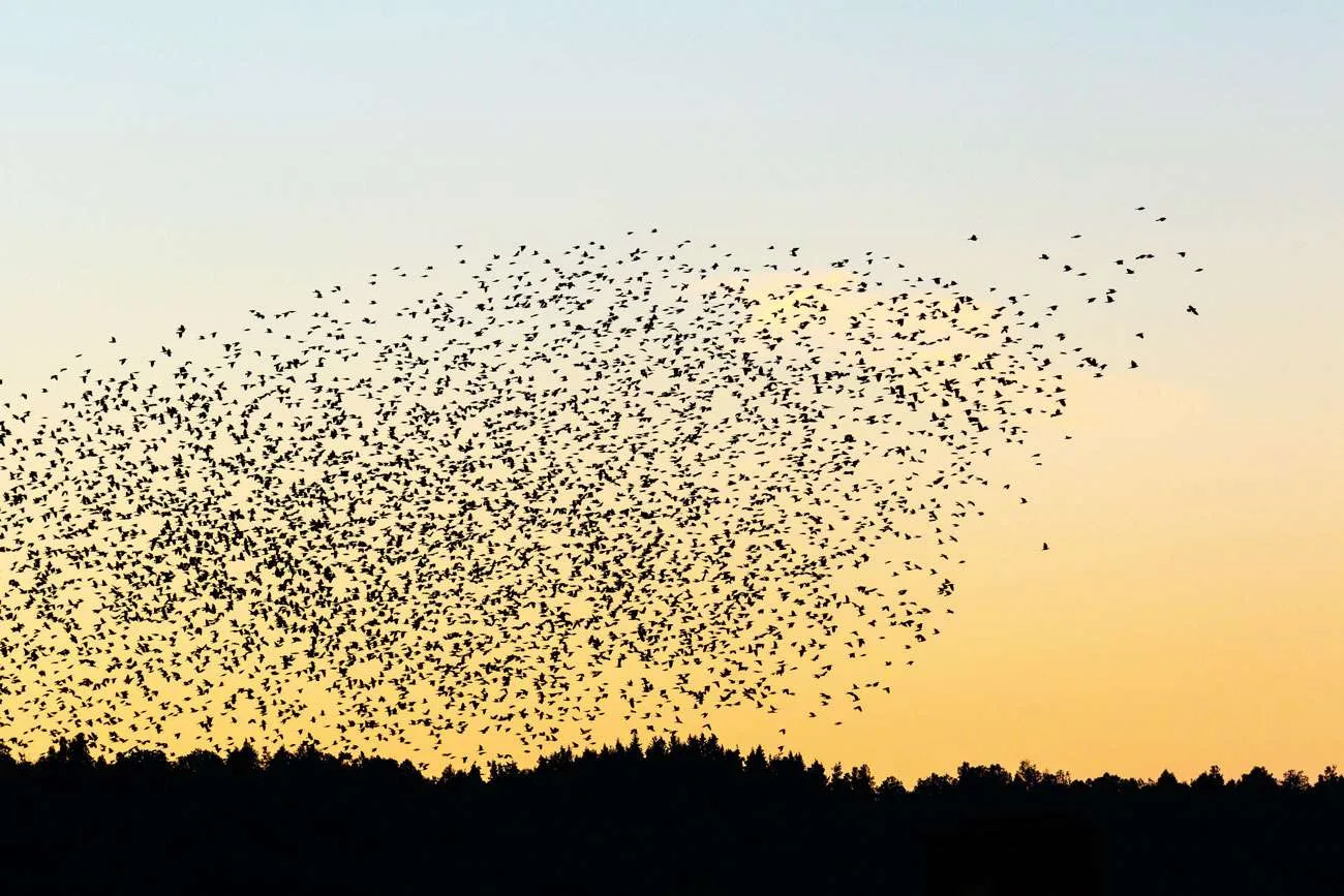 Flock Jackdaw