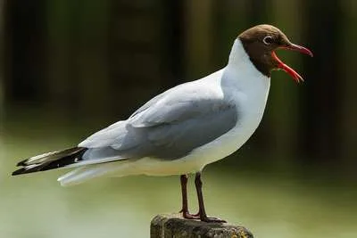 Black headed Gull
