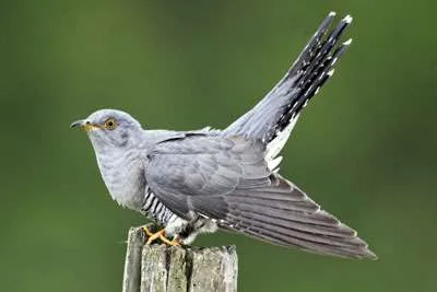 Cuckoo