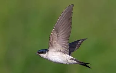 House Martin