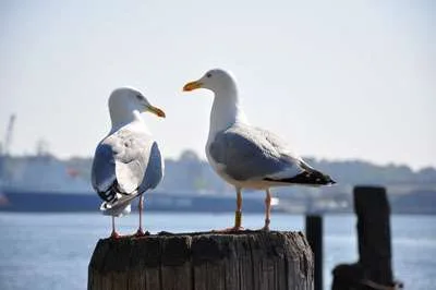 Lesser Black backed Gulls