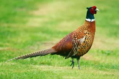 Pheasant