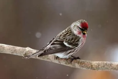 Redpoll