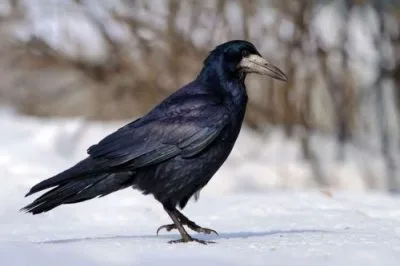 Rook