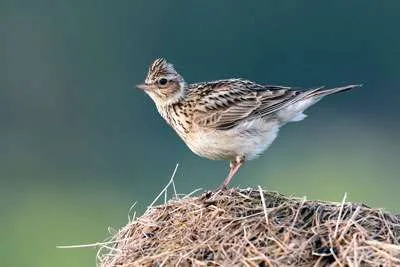 Skylark