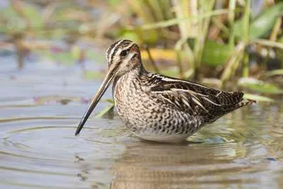 Woodcock