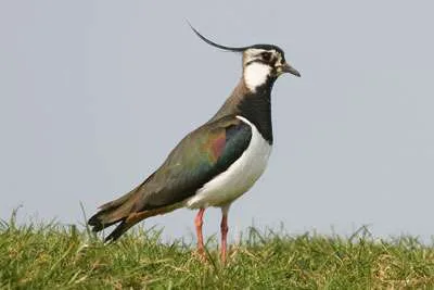 lapwing2