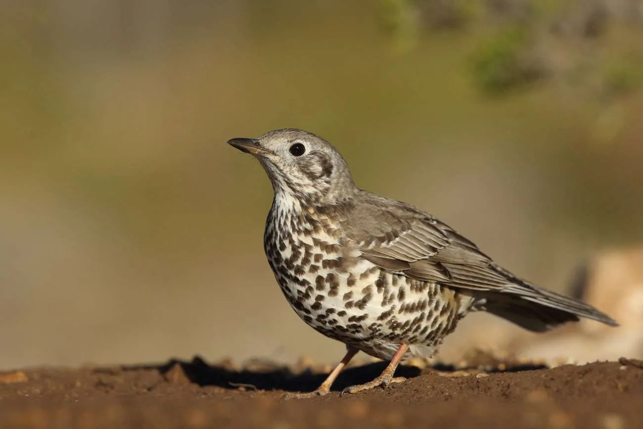 Thrush on ground