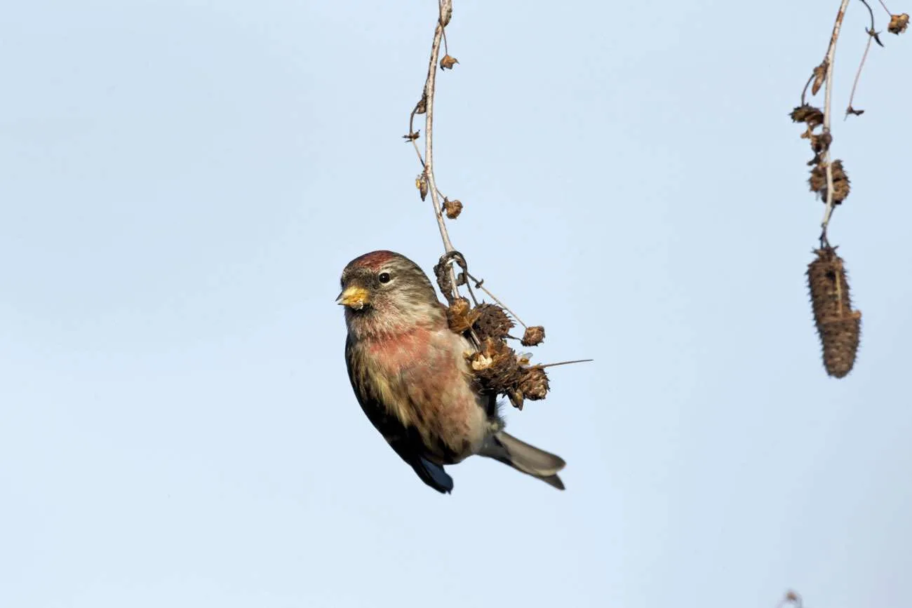 Lesser Redpoll 2