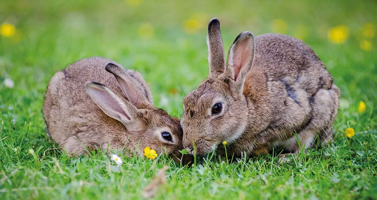 european rabbits
