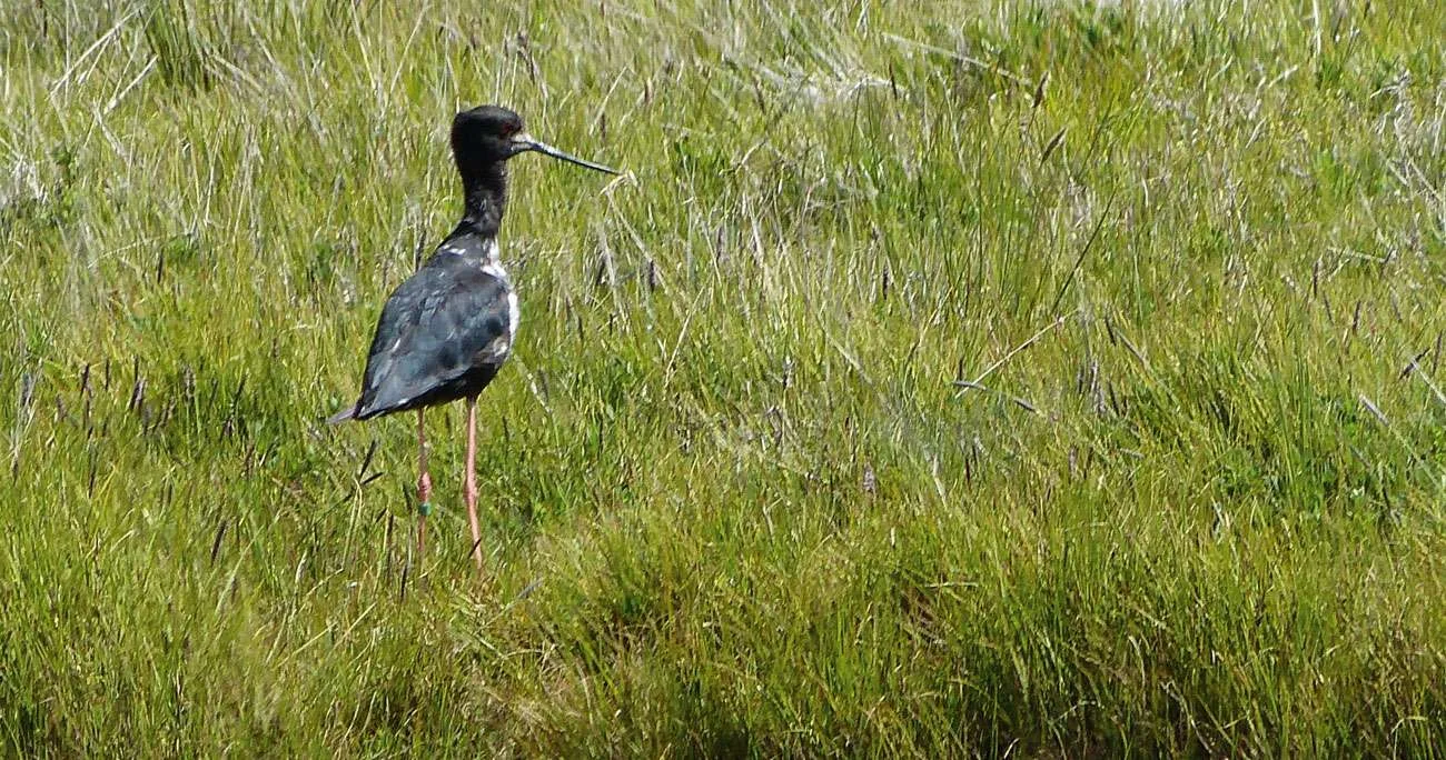 Black Stilt