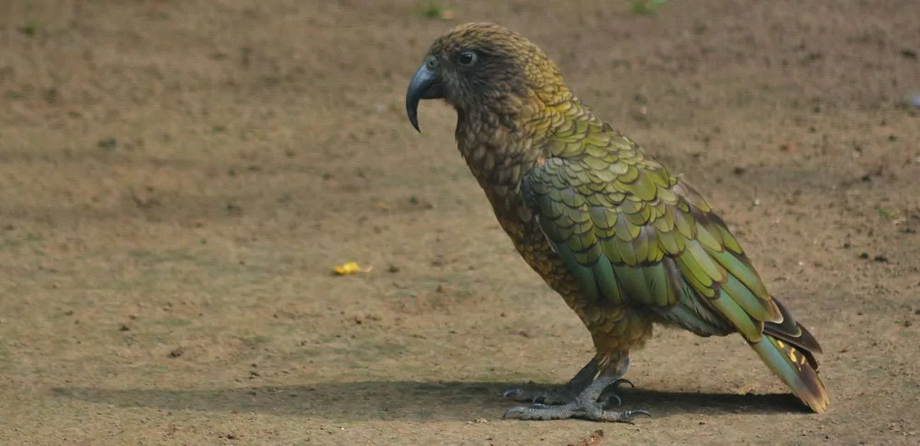 Kea